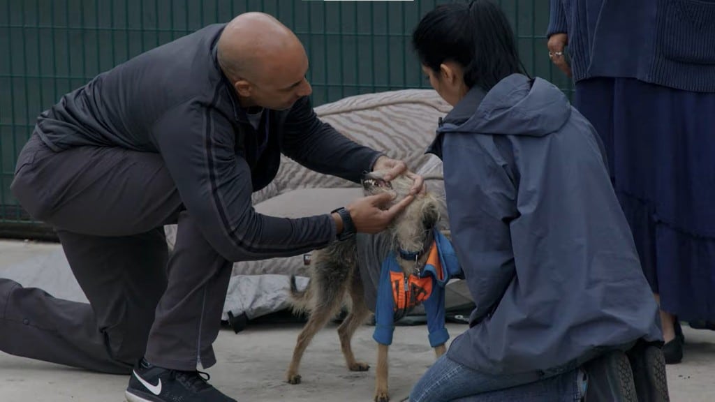 Crew of Street Vets Treat the Pets of Skid Row Homeless Residents